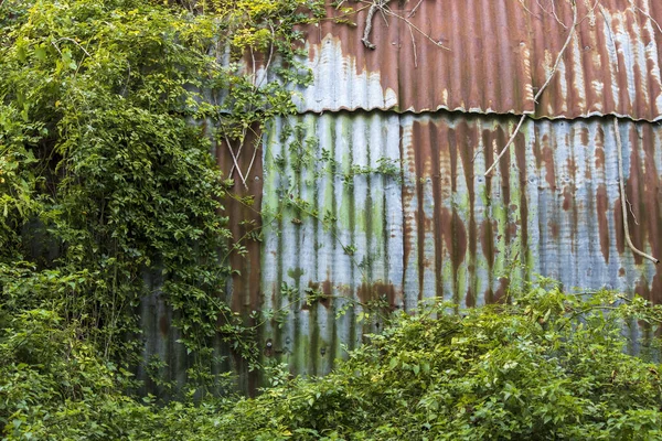 Zrezivělé Vlnité Plechy Staré Zakřivené Budovy Zeleným Břečťanem Rostoucím Napříč — Stock fotografie
