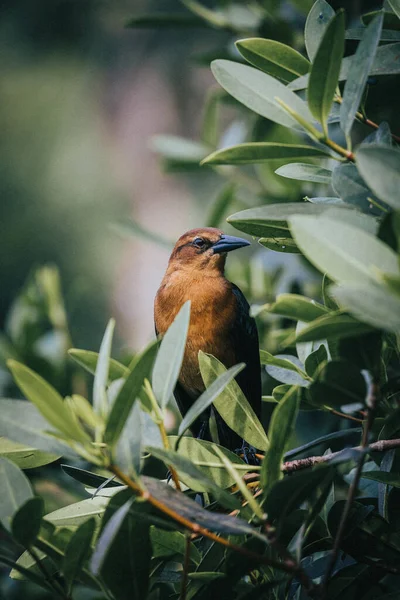 Beau Cliché Mignon Oiseau Brun Debout Sur Arbre Entre Les — Photo