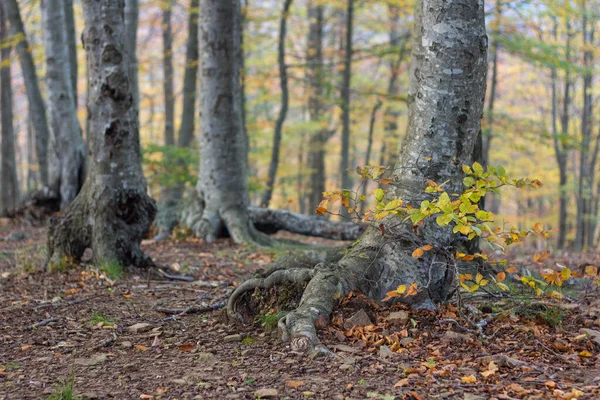 Montseny Katalonya Spanya Sonbaharda Meşe Ormanlarındaki Bitkilerin Manzarası — Stok fotoğraf