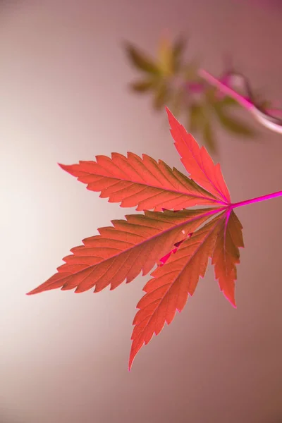 Plan Vertical Une Feuille Cannabis Vert Frais Sous Des Lumières — Photo