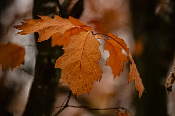 一张秋叶干枯的特写 — 图库照片