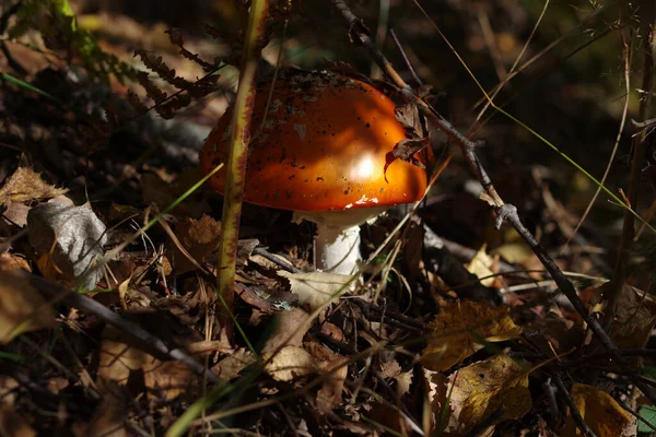 Eine Nahaufnahme Eines Pilzes Auf Getrockneten Herbstblättern — Stockfoto