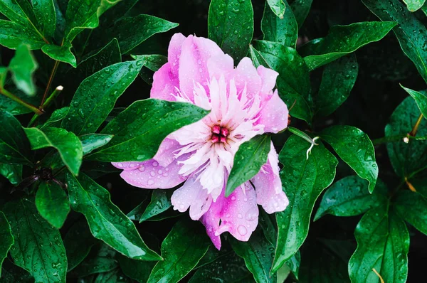 Close Rododendro Rosa Arbusto — Fotografia de Stock