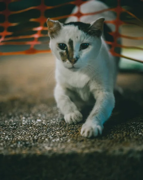 Μια Κάθετη Λήψη Μιας Χαριτωμένης Γάτας Σέρνεται Κάτω Από Ένα — Φωτογραφία Αρχείου