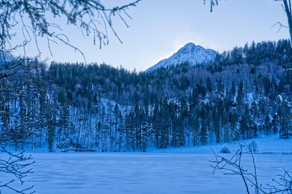 Una Hermosa Vista Paisaje Invernal Con Árboles Plantas Cubiertas Nieve — Foto de Stock