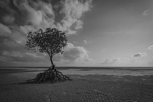 Szary Ujęcie Pojedynczego Starego Drzewa Rosnącego Brzegu Morza — Zdjęcie stockowe