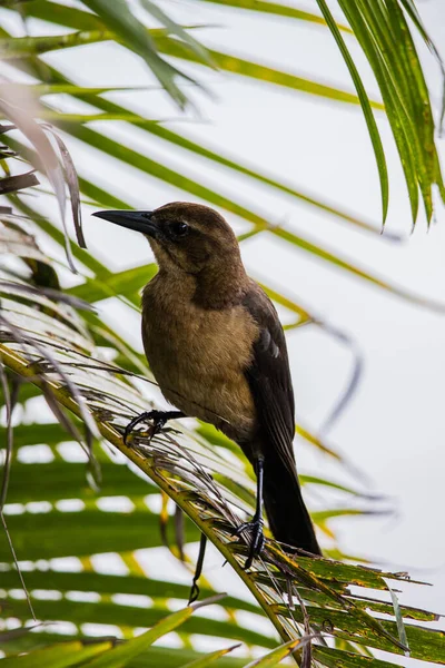 Belo Tiro Pássaro Escuro Bonito Árvore Com Fundo Borrado — Fotografia de Stock