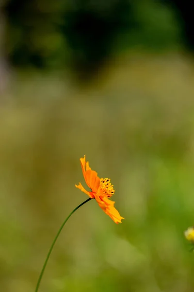 Enfoque Selectivo Una Flor Cosmos Naranja Campo — Foto de Stock