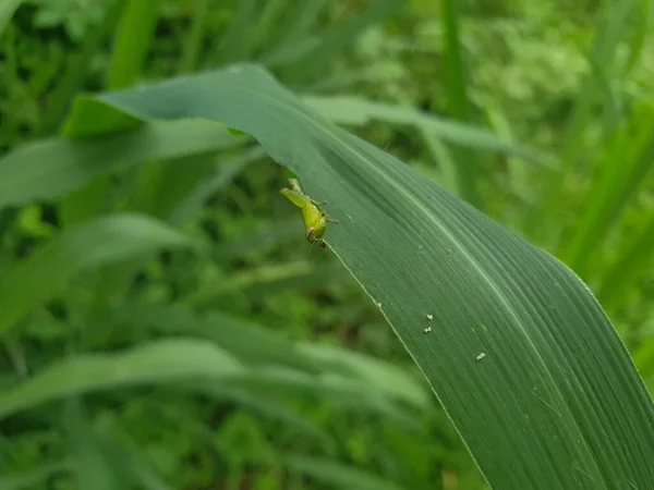 Closeup Shot Cricket Green Leaf — Stock Photo, Image