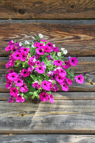 Ahşap Bir Yüzeyde Pembe Petunya Çiçeklerinin Yakın Çekimi — Stok fotoğraf