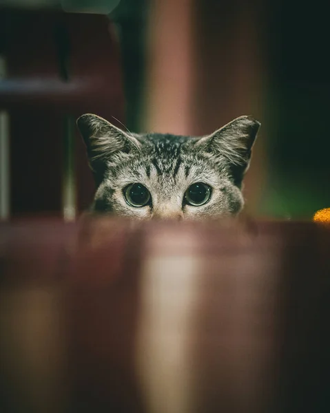 Vertikal Bild Nyfiken Katt Som Sticker Huvudet Och Tittar Kameran — Stockfoto