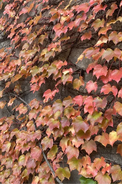 Het Verticale Schot Van Herfst Klimop Loof Een Muur — Stockfoto