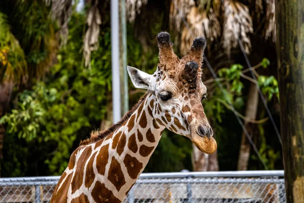 Gros Plan Sur Tête Une Belle Girafe Dans Parc Avec — Photo