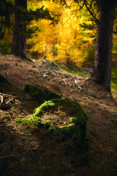 Вертикальний Крупним Планом Знімок Лісу — стокове фото