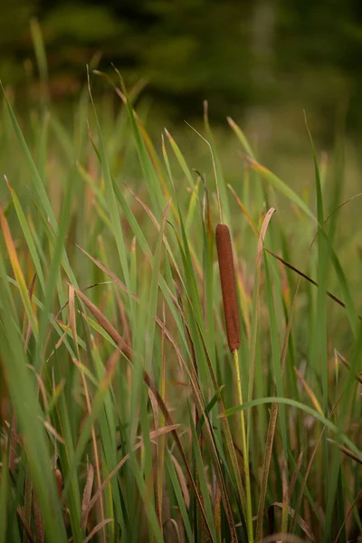 Sekély Fókusz Egy Mező Typha Növény Egy Zöld Homályos Háttér — Stock Fotó