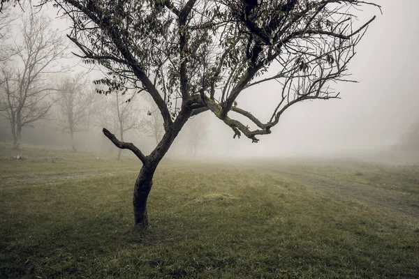 Uma Árvore Solitária Num Campo Perto Bosque Manhã Nebulosa — Fotografia de Stock