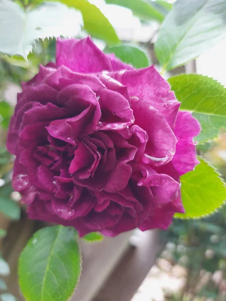 Primer Plano Una Hermosa Rosa Púrpura Creciendo Jardín Sobre Fondo — Foto de Stock