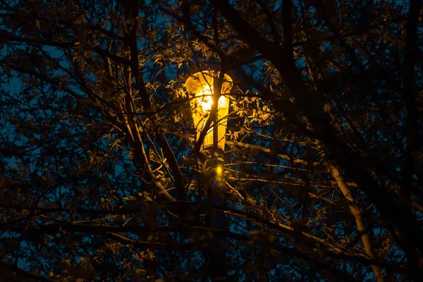 Karanlıkta Bir Ağacın Üzerinde Yanan Bir Lamba — Stok fotoğraf