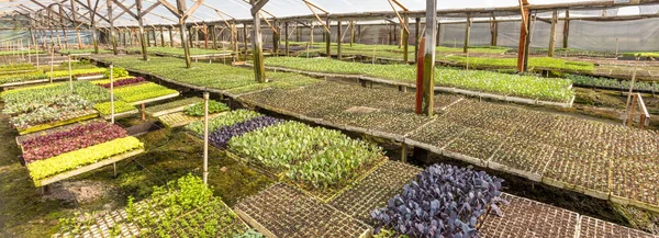 Plano Panorámico Vivero Con Plántulas Vegetales Para Plantar — Foto de Stock