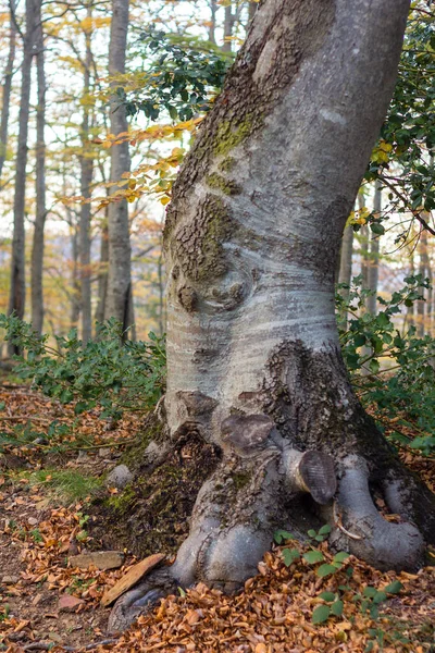 Fotografie Verticală Unui Trunchi Stejar Într Pădure Din Montseny Catalonia — Fotografie, imagine de stoc