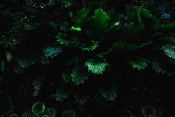 Närbild Grön Blad Tillväxt Ett Mörkt Ljus — Stockfoto
