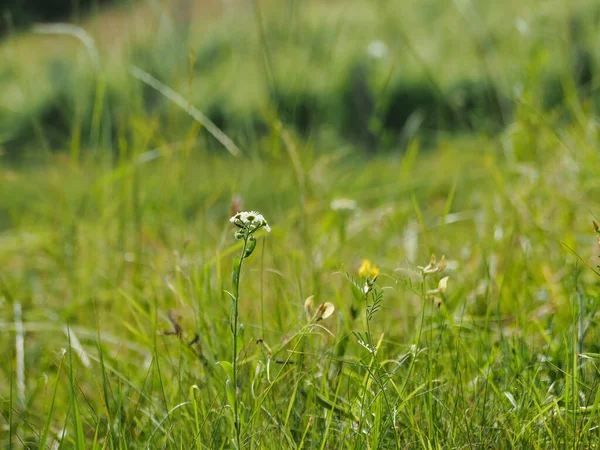 Zbliżenie Małych Dzikich Kwiatów Świeżej Zielonej Trawy — Zdjęcie stockowe