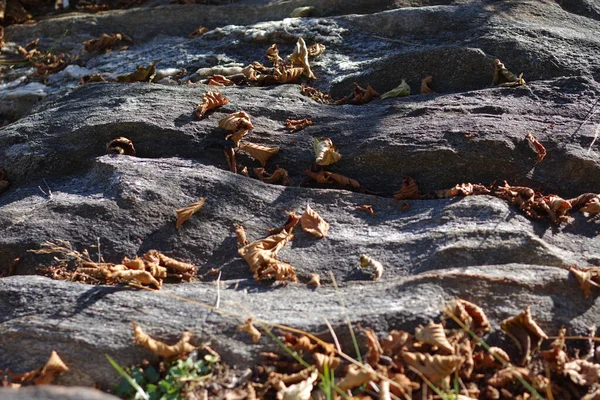 Ένα Κοντινό Πλάνο Φθινοπωρινών Τραγανών Ξερών Φύλλων Ένα Βράχο — Φωτογραφία Αρχείου