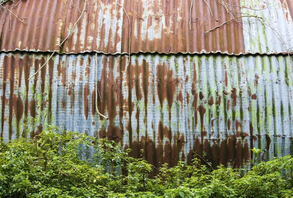 緑のツタが生えている古い湾曲した建物の錆びた段ボールシート — ストック写真
