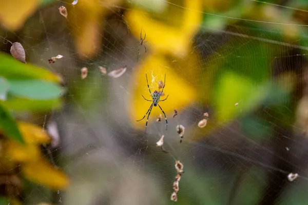 蜘蛛和被困在网上的树叶的特写镜头 — 图库照片
