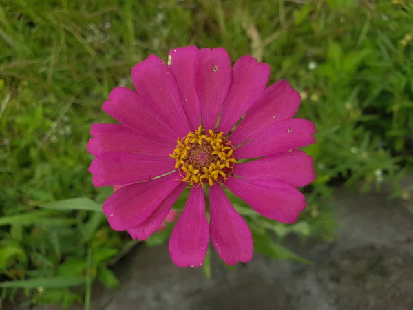Egy Közelkép Egy Virágzó Rózsaszín Közös Zinniáról — Stock Fotó