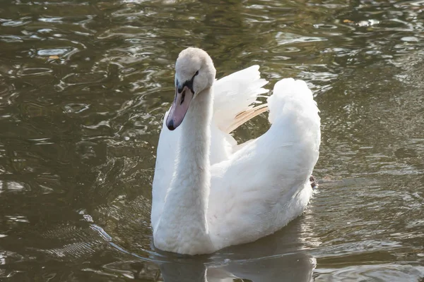 Een Close Opname Van Een Witte Zwaan Het Meer — Stockfoto