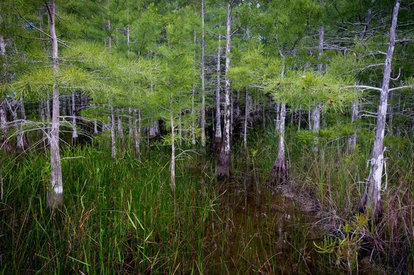 Eine Sumpflandschaft Wald — Stockfoto