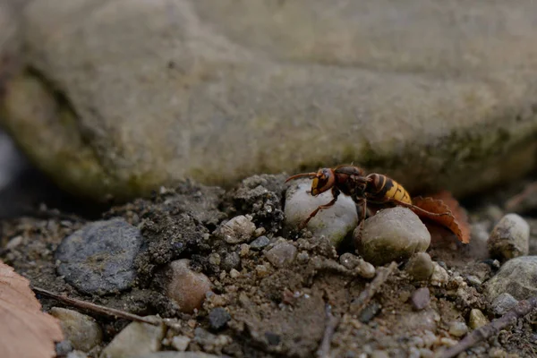 Een Macro Ondiepe Focus Shot Van Een Lieveheersbeestje Een Rots — Stockfoto