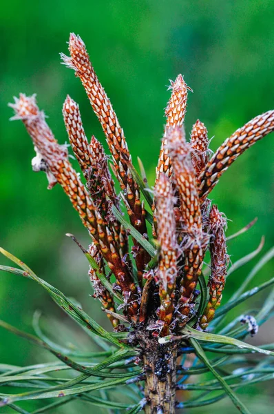 Een Selectieve Close Van Dennenknoppen Een Boom — Stockfoto