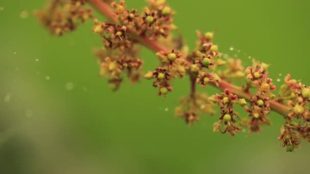 Красивые Ботанические Снимки Натуральные Обои — стоковое видео