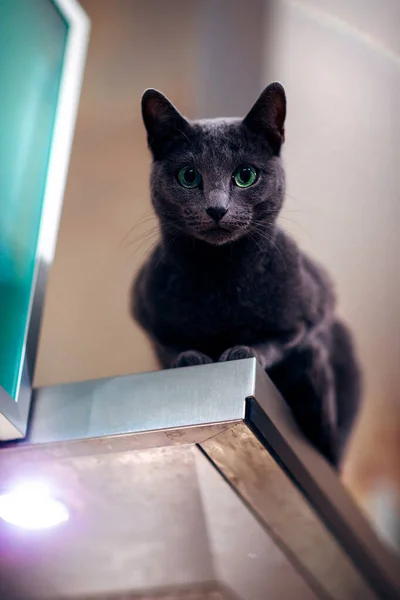 Selective Focus Shot Dark Grey Cat Green Eyes Staring Camer — Zdjęcie stockowe