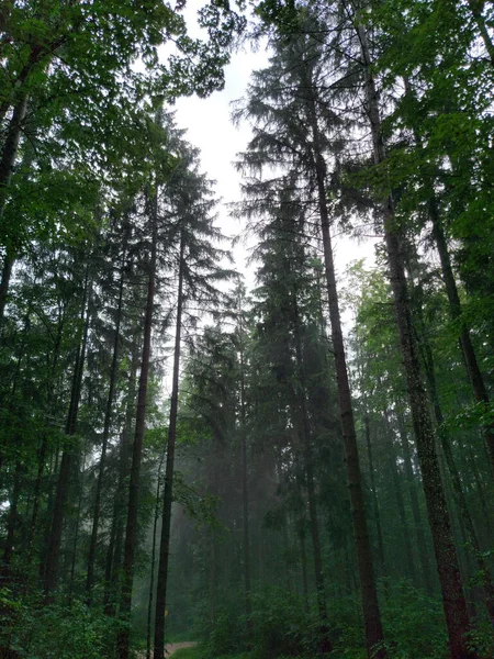 Closeup Foggy Forest Trees — Zdjęcie stockowe