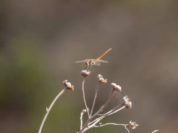 Selective Focus Shot Dragonfly Sitting White Flower Plant — Stock Photo, Image