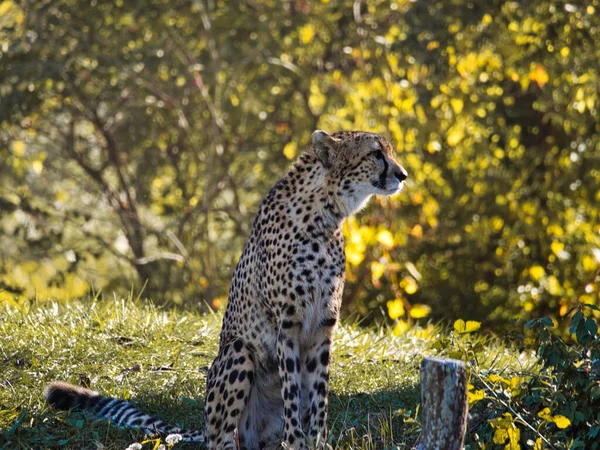 Scenic Shot Adorable Dangerous Cheetah Wild Cat Kansas City Zoo — стокове фото