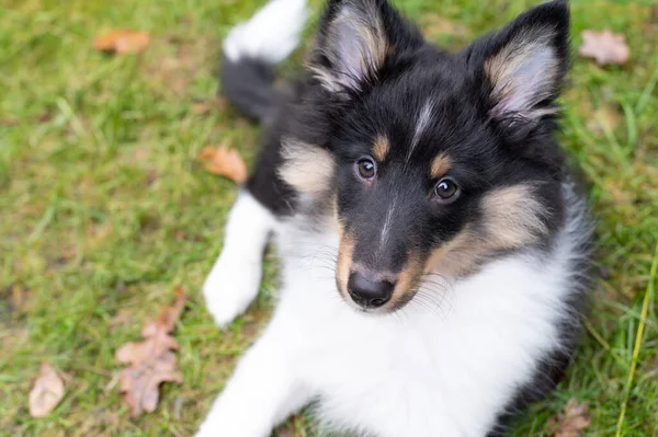 Ένα Κοντινό Πλάνο Ενός Shetland Sheepdog Που Βρίσκεται Στο Έδαφος — Φωτογραφία Αρχείου