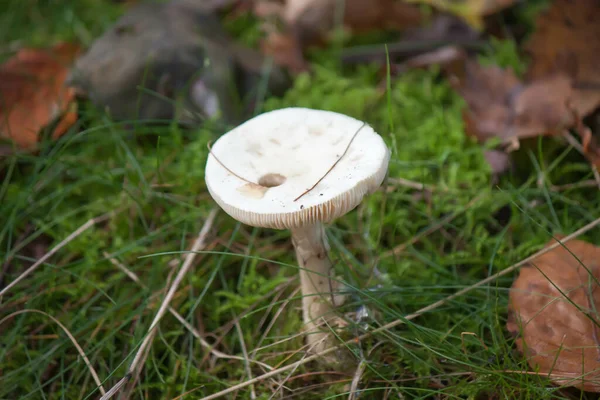 Closeup Small White Mushroom Growing Ground Lush Greenery Surrounding — Stock Fotó