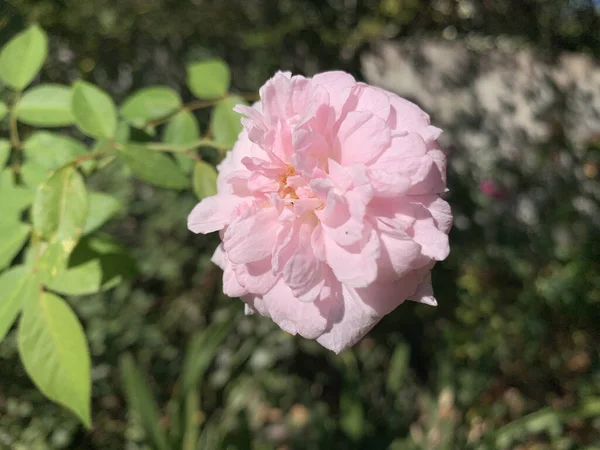 Closeup Blossomed Pink Rose Park — Foto de Stock