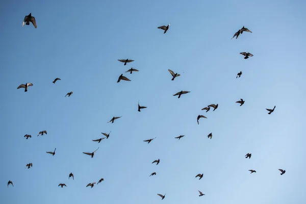 Gruppo Uccelli Che Vola Alto Contro Cielo Azzurro Senza Nuvole — Foto Stock