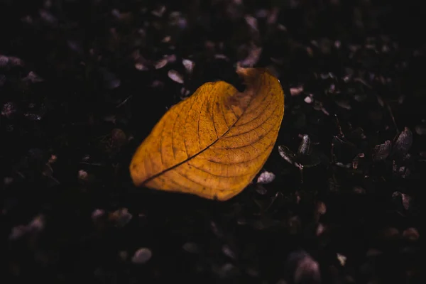 暗い背景に黄色の葉が1枚 — ストック写真