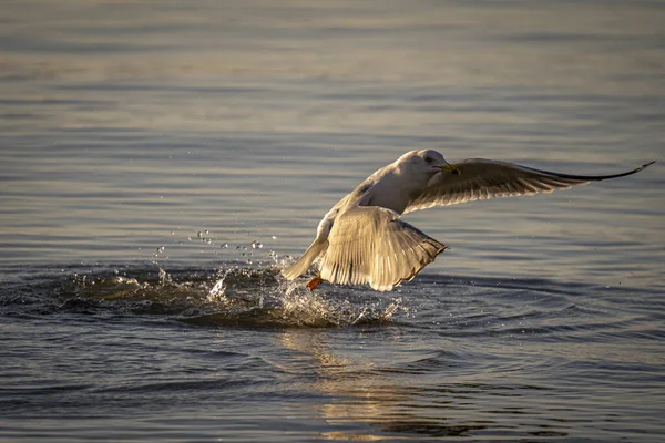Seagull Flying Catching Its Prey Water — Stock Photo, Image