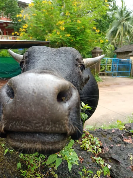 Closeup Shot Black Cow Putting Its Head Stone Standing Street —  Fotos de Stock