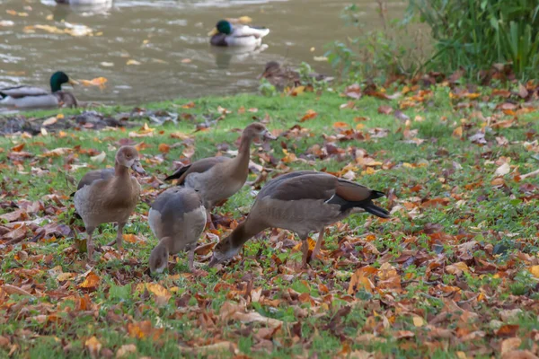 Eine Gruppe Brauner Enten See — Stockfoto