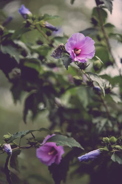 Ein Flacher Fokus Aus Rosa Malvenblüten Mit Einem Verschwommenen Garten — Stockfoto