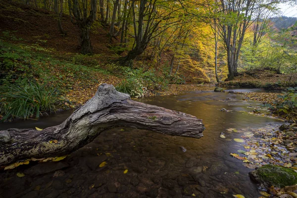 紅葉した川の水が鬱蒼とした植生の森を流れる — ストック写真