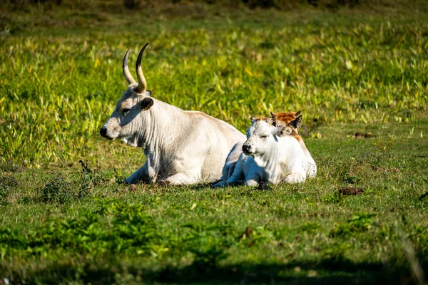 匈牙利灰牛和小牛犊躺在草地上的特写镜头 — 图库照片